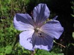 SX06322 Meadow Crane's-bill (Geranium pratense).jpg